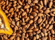 Hilirisasi Kakao Mulai Digenjot, Berau Siapkan Sumber Daya Produsen Olahan Cokelat