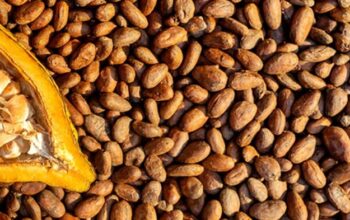 39246495 img 20251127 wa0002