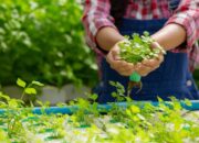 Berau Genjot Optimalisasi PAD Lewat Penguatan Pertanian dan UMKM