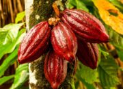 Kualitas Diakui Dunia, Kakao Berau Resmi Masuk Pasar Internasional