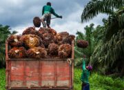 Harga Sawit Petani Swadaya Kaltim Kian Menguntungkan, Berkat Persaingan PKS Baru di Berau
