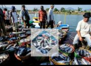 Produksi Ikan Nelayan Berau Terus Meningkat, Laut Masih Sehat 10 ebd1c115 img 20251105 wa0001