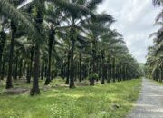 Berau Kejar Hilirisasi Sawit, Pemerintah Siapkan Industri Olahan Lokal