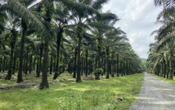 1678dd3b potret perkebunan sawit di indonesia 1030x579 1