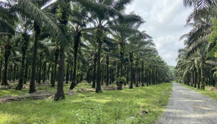 Didorong CPO Global, Harga TBS Kaltim Terus Menanjak