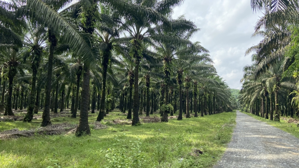 1678dd3b potret perkebunan sawit di indonesia 1030x579 1