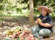 Berau Dorong Kakao Lestari, Komoditas Kampung Merasa Kini Tembus Pasar Premium