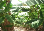 Pertanian Berau Incar Produktivitas Tinggi, Pisang Kepok Jadi Komoditas Prioritas 14 27384626 6c6d 4d2a a2cd c1e54c118aab