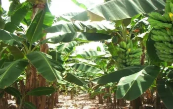 Pertanian Berau Incar Produktivitas Tinggi, Pisang Kepok Jadi Komoditas Prioritas 8 27384626 6c6d 4d2a a2cd c1e54c118aab