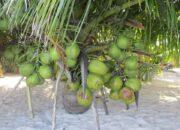 Kelapa Jadi Komoditas Baru Unggulan, Disbun Fokus Kembangkan Varietas Cepat Berbuah