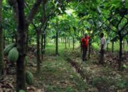 Disbun Targetkan Perluasan 100 Hektare, Kakao Berau Kian Dilirik Pasar Dunia