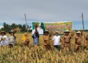 Di Tengah Tekanan Anggaran, Buyung-Buyung Tunjukkan Ketangguhan Lewat Sektor Padi