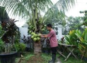 Disbun Berau Kuatkan Hulu-Hilir Kelapa Dalam untuk Tingkatkan Nilai Ekonomi