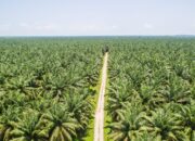 Pengawasan Lapangan Ditingkatkan, Disbun Berau Benahi Tata Kelola Perkebunan