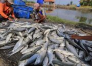 Investasi Asing Bidik Sektor Perikanan Berau, Pesisir Bersiap Jadi Sentra Ekonomi Baru