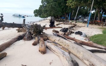 Kayu Gelondongan Cemari Pantai Maratua, Warga Pertanyakan Peran DLHK 6 a88398b0 5a1e 4063 be04 d11ed3eaccf7