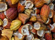 Minat Pembeli Asing Meningkat, Disbun Berau Tetap Jaga Pasar Domestik