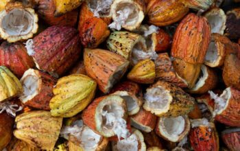 b3e70447 5a90 4691 84f4 de3e7c1ec25f