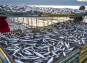 Geser Orientasi, DKP Kaltim Fokus Tingkatkan Nilai Tambah Produk Perikanan Lokal 9 8a3a5e06 img 20260227 wa0039