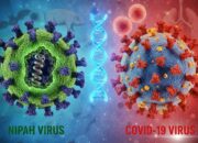 Ancaman Nipah Setara Covid, Dinkes Berau Minta Warga Tingkatkan Kewaspadaan 9 eabb1d4c ed03 485a a34d bdb8ad5b959a