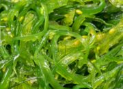 38c88869 manfaat rumput laut untuk kesehatan