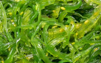 38c88869 manfaat rumput laut untuk kesehatan