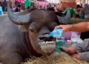 63eb8c64 7f45 41dd b9e0 076532271a04