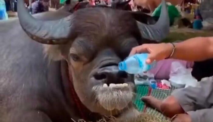 Jelang Iduladha, Kemenag Berau Perketat Pengawasan Hewan Kurban Gandeng Dinas Peternakan