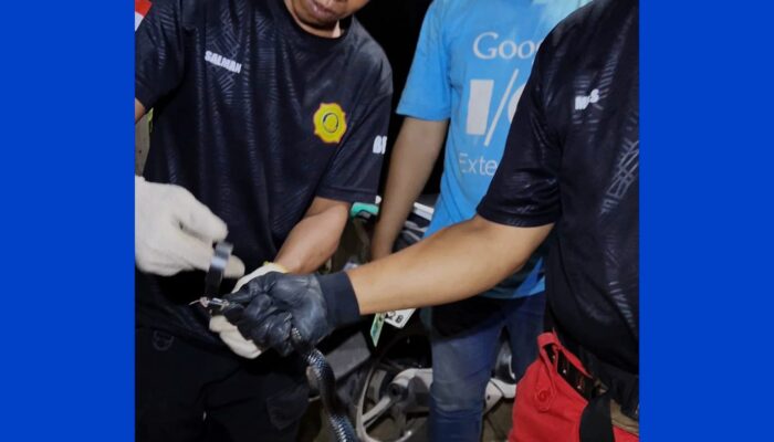 Kobra Masuk Rumah Warga di Sei Bedungun, Tim Damkar Berau Bergerak Cepat Evakuasi Ular