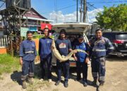 Buaya Muncul di Garasi Bus PT Bagong, Disdamkarmat Berau Evakuasi dan Lepasliarkan ke Batu-Batu
