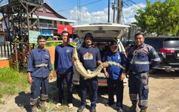 Buaya Muncul di Garasi Bus PT Bagong, Disdamkarmat Berau Evakuasi dan Lepasliarkan ke Batu-Batu
