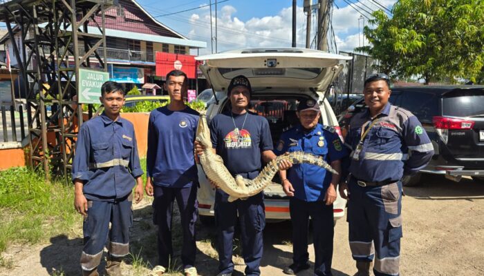 Buaya Muncul di Garasi Bus PT Bagong, Disdamkarmat Berau Evakuasi dan Lepasliarkan ke Batu-Batu