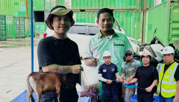 PT PASN dan PT PMB Sembelih 81 Sapi dan 4 Kambing, Komitmen Berkurban di Tengah Lesunya Sektor Logistik Berau