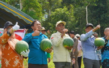 Hadiri Panen Raya di Talisayan, Sekda Berau Sebut BUMK Dumaring Jadi Contoh Pengelolaan Produktif