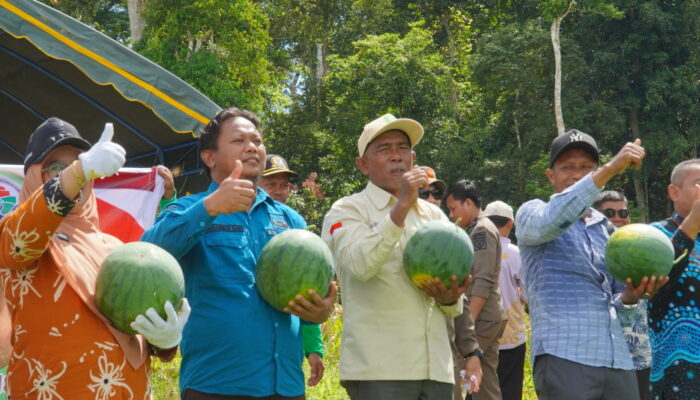 Hadiri Panen Raya di Talisayan, Sekda Berau Sebut BUMK Dumaring Jadi Contoh Pengelolaan Produktif