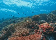 e51972dc surga bawah laut di pulau maratua kabupaten berau foto in f0up