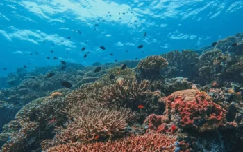 e51972dc surga bawah laut di pulau maratua kabupaten berau foto in f0up