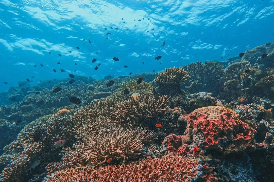 e51972dc surga bawah laut di pulau maratua kabupaten berau foto in f0up