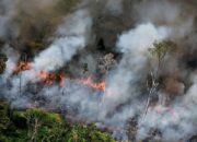 Musim Kemarau Tingkatkan Risiko Karhutla, Wabup Gamalis Minta Petani Berau Stop Bakar Lahan