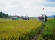 Berau Tuai Hasil Program Cetak Sawah Rakyat, Panen Perdana Digelar di Buyung-buyung 10 747c8410 fb img 1785418550441