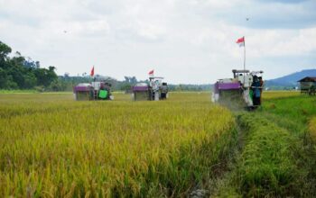 Berau Tuai Hasil Program Cetak Sawah Rakyat, Panen Perdana Digelar di Buyung-buyung 4 747c8410 fb img 1785418550441