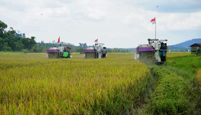 Berau Tuai Hasil Program Cetak Sawah Rakyat, Panen Perdana Digelar di Buyung-buyung