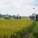 Berau Tuai Hasil Program Cetak Sawah Rakyat, Panen Perdana Digelar di Buyung-buyung