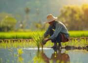 e8d465a7 pngtree thai farmer transplanting rice seedlings in paddy field image 15911646