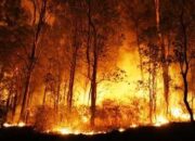 Karhutla Poros Kelay KM 9 Ditangani Tim Gabungan, Pemkab Berau Dorong Dukungan Perusahaan 9 12cab3ad img 9219