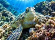 Bupati Berau Kecam Perburuan Biota Laut Dilindungi di Maratua, Pengawasan Diminta Diperketat 9 e4619044 img 20260919 wa0056