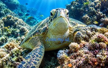 Bupati Berau Kecam Perburuan Biota Laut Dilindungi di Maratua, Pengawasan Diminta Diperketat 3 e4619044 img 20260919 wa0056