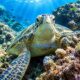 Bupati Berau Kecam Perburuan Biota Laut Dilindungi di Maratua, Pengawasan Diminta Diperketat