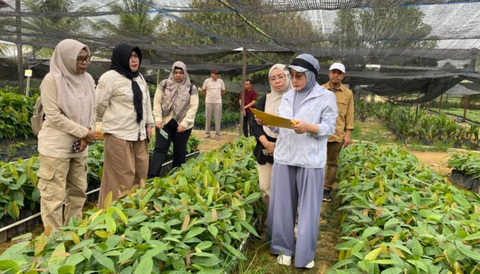 Dapat Dukungan Kementan, Berau Siapkan 200 Hektare Lahan Baru untuk Pengembangan Kakao Unggulan